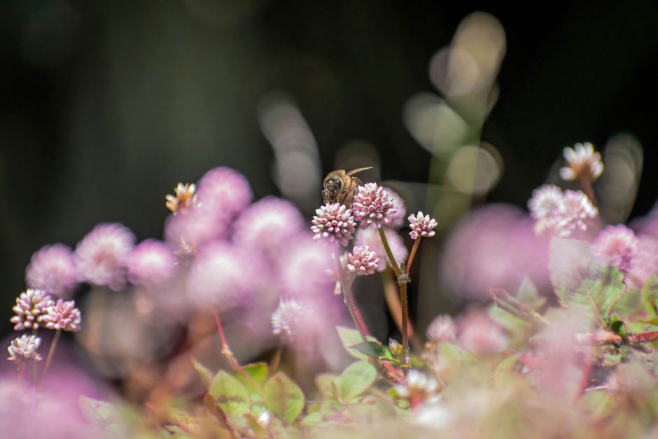 蜜蜂採花蜜